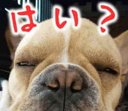 French bulldog KOMUGI Sticker sticker #13852881