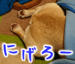 French bulldog KOMUGI Sticker sticker #13852883