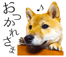 Mame of a Shiba dog. sticker #13853367