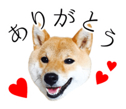 Mame of a Shiba dog. sticker #13853368