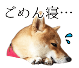 Mame of a Shiba dog. sticker #13853369