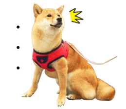 Mame of a Shiba dog. sticker #13853372