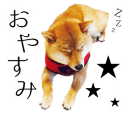 Mame of a Shiba dog. sticker #13853373