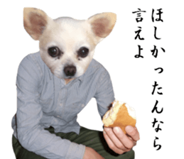 Chihuahua man 3 sticker #13853655