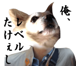 Chihuahua man 3 sticker #13853660