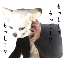 Chihuahua man 3 sticker #13853661