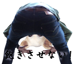 Chihuahua man 3 sticker #13853663