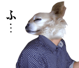 Chihuahua man 3 sticker #13853665