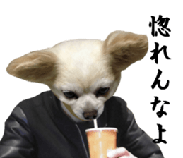 Chihuahua man 3 sticker #13853667