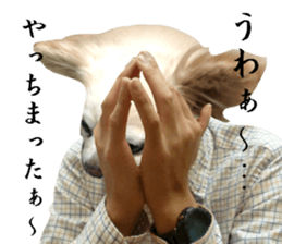 Chihuahua man 3 sticker #13853668