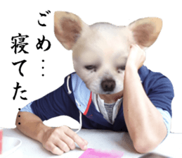 Chihuahua man 3 sticker #13853669