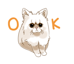 Grumpy looking white cat sticker #13854638
