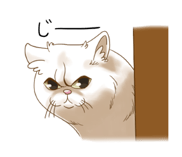 Grumpy looking white cat sticker #13854639