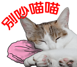 Orange kitten- real sticker #13854854