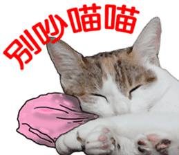 Orange kitten- real sticker #13854854