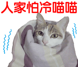 Orange kitten- real sticker #13854855