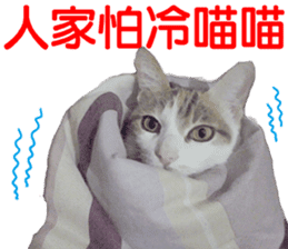 Orange kitten- real sticker #13854855