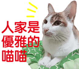 Orange kitten- real sticker #13854857