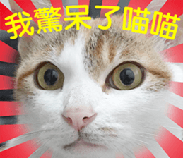 Orange kitten- real sticker #13854858