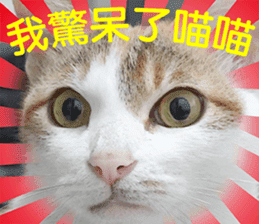 Orange kitten- real sticker #13854858