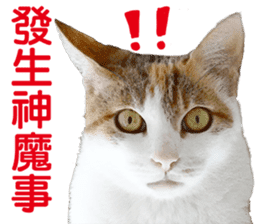 Orange kitten- real sticker #13854859