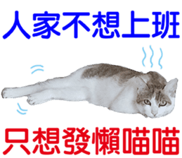 Orange kitten- real sticker #13854860