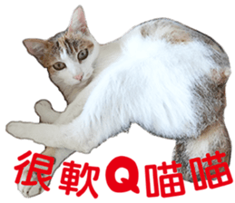 Orange kitten- real sticker #13854861