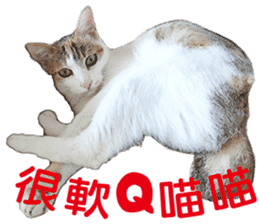 Orange kitten- real sticker #13854861