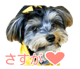 smile puppy Jackie sticker #13854954