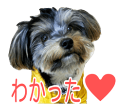 smile puppy Jackie sticker #13854970