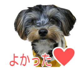 smile puppy Jackie sticker #13854972