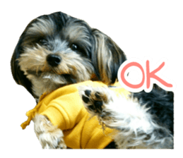 smile puppy Jackie sticker #13854975