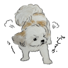 SHIHTZU REAL2 sticker #13856207