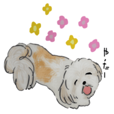 SHIHTZU REAL2 sticker #13856233