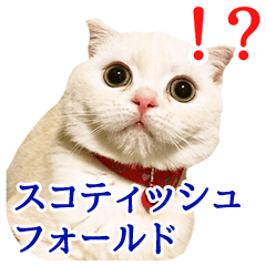 Sticker of Pathetic face Scottish Fold
