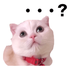 Sticker of Pathetic face Scottish Fold sticker #13857030