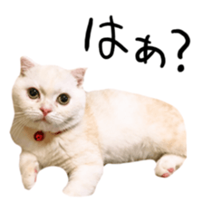 Sticker of Pathetic face Scottish Fold sticker #13857031
