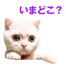Sticker of Pathetic face Scottish Fold sticker #13857032
