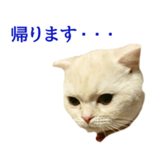 Sticker of Pathetic face Scottish Fold sticker #13857033