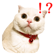 Sticker of Pathetic face Scottish Fold sticker #13857034