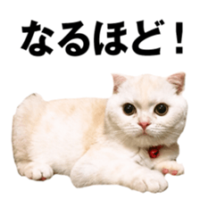 Sticker of Pathetic face Scottish Fold sticker #13857035