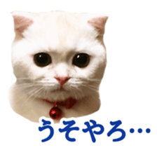 Sticker of Pathetic face Scottish Fold sticker #13857036