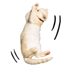 Sticker of Pathetic face Scottish Fold sticker #13857037