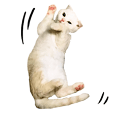 Sticker of Pathetic face Scottish Fold sticker #13857038