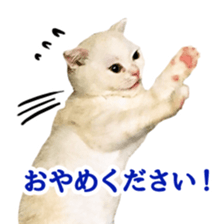 Sticker of Pathetic face Scottish Fold sticker #13857039