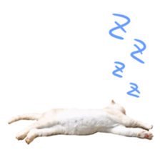 Sticker of Pathetic face Scottish Fold sticker #13857040