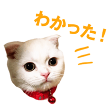 Sticker of Pathetic face Scottish Fold sticker #13857041