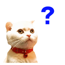 Sticker of Pathetic face Scottish Fold sticker #13857042