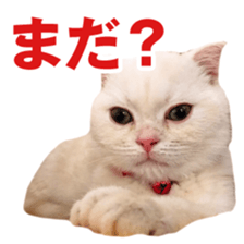 Sticker of Pathetic face Scottish Fold sticker #13857043