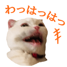 Sticker of Pathetic face Scottish Fold sticker #13857045
